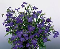 Image result for Männertreu