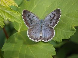 Attēlu rezultāti vaicājumam “Phengaris arion”