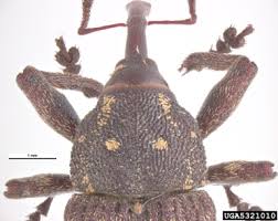 Attēlu rezultāti vaicājumam “Pissodes piniphilus”