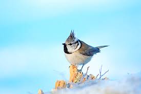 Attēlu rezultāti vaicājumam “Lophophanes cristatus adult”