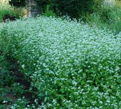 Attēlu rezultāti vaicājumam “Fagopyrum esculentum”