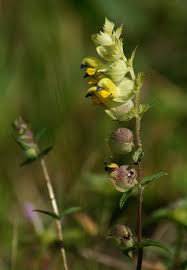 Attēlu rezultāti vaicājumam “Rhinanthus serotinus flower”