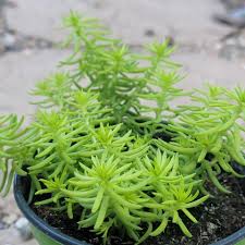 Attēlu rezultāti vaicājumam “Sedum rupestre”