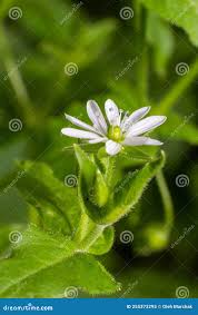 Attēlu rezultāti vaicājumam “Myosoton aquaticum”