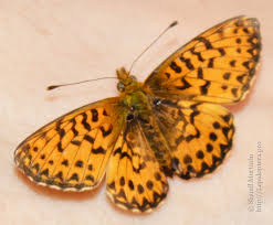 Attēlu rezultāti vaicājumam “Boloria titania underside”