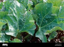 Attēlu rezultāti vaicājumam “Rheum rhabarbarum leaf”