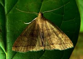 Attēlu rezultāti vaicājumam “Herminia tarsicrinalis”