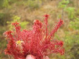 Attēlu rezultāti vaicājumam “Sphagnum warnstorfii”