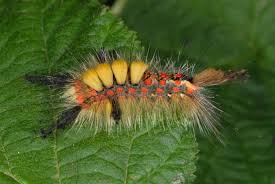 Attēlu rezultāti vaicājumam “Orgyia antiqua imago”