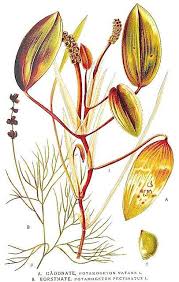 Attēlu rezultāti vaicājumam “Potamogeton natans”