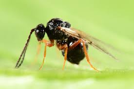 Attēlu rezultāti vaicājumam “Diastrophus rubi”