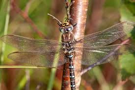 Attēlu rezultāti vaicājumam “Aeshna juncea”