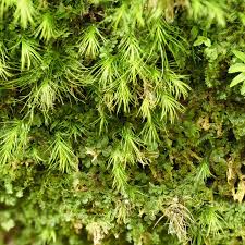 Attēlu rezultāti vaicājumam “Cephalozia bicuspidata sporophyte”