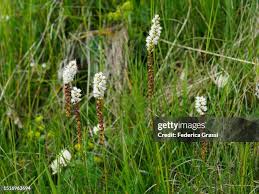 Attēlu rezultāti vaicājumam “Bistorta vivipara flower”