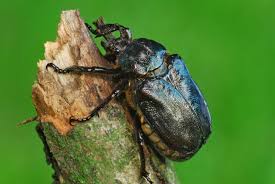 Attēlu rezultāti vaicājumam “Osmoderma barnabita imago”