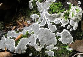 Attēlu rezultāti vaicājumam “Kretzschmaria deusta”