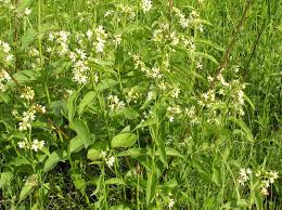 Attēlu rezultāti vaicājumam “Vincetoxicum hirundinaria flower”