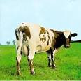 Amazon.com: Atom Heart Mother: Pink Floyd: Music
