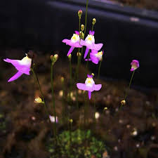 Image result for Utricularia