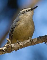 Attēlu rezultāti vaicājumam “Sitta europaea male”