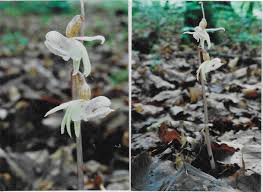 Attēlu rezultāti vaicājumam “Epipogium aphyllum”