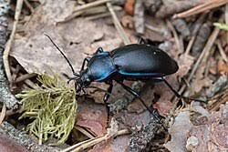 Attēlu rezultāti vaicājumam “Carabus violaceus”