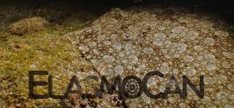 Image result for Gymnura altavela