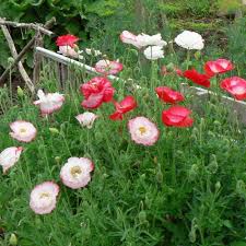 Image result for Papaver rhoeas 'Shirley'