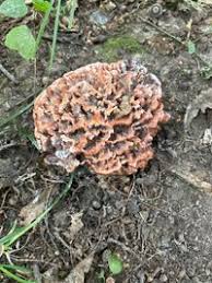 Image result for Podoscypha multizonata