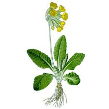 Image result for Himmelschlüssel