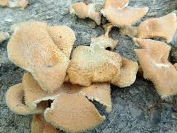 Attēlu rezultāti vaicājumam “Phyllotopsis nidulans”