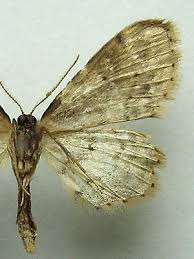Attēlu rezultāti vaicājumam “Idaea dimidiata”