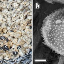 Attēlu rezultāti vaicājumam “Physarum penetrale”