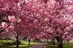 Hanami at the Brooklyn Botanic Gardens : blog