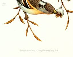 Attēlu rezultāti vaicājumam “Fringilla montifringilla”