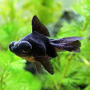 Image result for 出目金