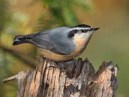 Image result for Sitta canadensis