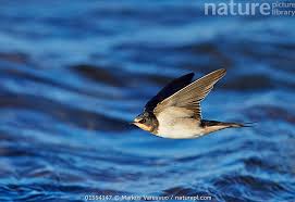 Attēlu rezultāti vaicājumam “Hirundo rustica juvenile”