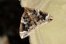 Attēlu rezultāti vaicājumam “Eulithis prunata”