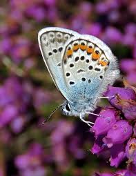 Attēlu rezultāti vaicājumam “Plebejus argus”