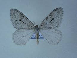 Attēlu rezultāti vaicājumam “Epirrita sp.”