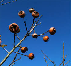 Attēlu rezultāti vaicājumam “Mespilus germanica fruit”