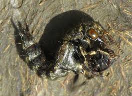 Attēlu rezultāti vaicājumam “Ontholestes murinus”