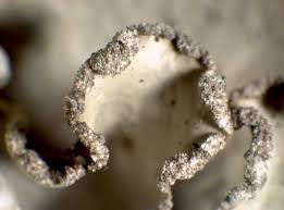 Attēlu rezultāti vaicājumam “Cetrelia olivetorum”