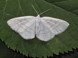 Attēlu rezultāti vaicājumam “Cabera pusaria”