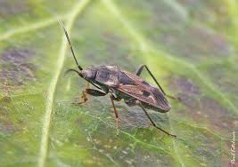 Image result for Rhyparochromus