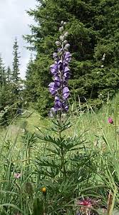 Attēlu rezultāti vaicājumam “Aconitum napellus leaf”