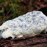 Attēlu rezultāti vaicājumam “Fuligo septica var. candida spores”