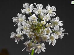 Attēlu rezultāti vaicājumam “Aegopodium podagraria flower”