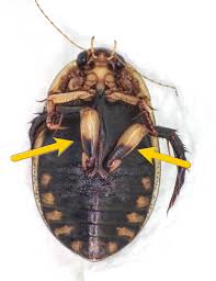 Attēlu rezultāti vaicājumam “Acilius sulcatus female”